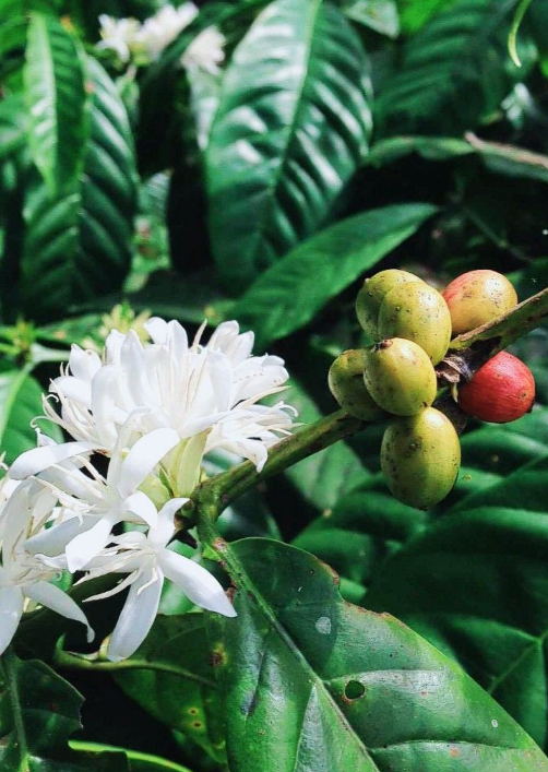 Bunga Kopi Liberika